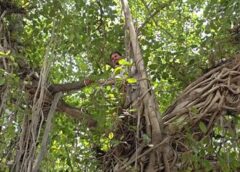 हाई वोल्टेज ड्रामा: बीकापुर तहसील में भूमि विवाद से परेशान युवक पेड़ पर चढ़ा, आत्महत्या की चेतावनी से मचा हड़कंप