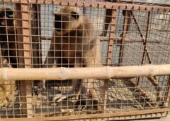 Langur Monkey Captured Ayodhya: आतंक का पर्याय बने लंगूर बंदर को वन विभाग की टीम ने पकड़ा